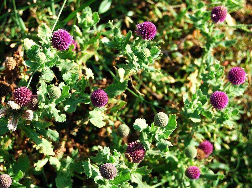 ชาโกรักขมุนดี (Gorakhmundi, Sphaeranthus indicus) 50g